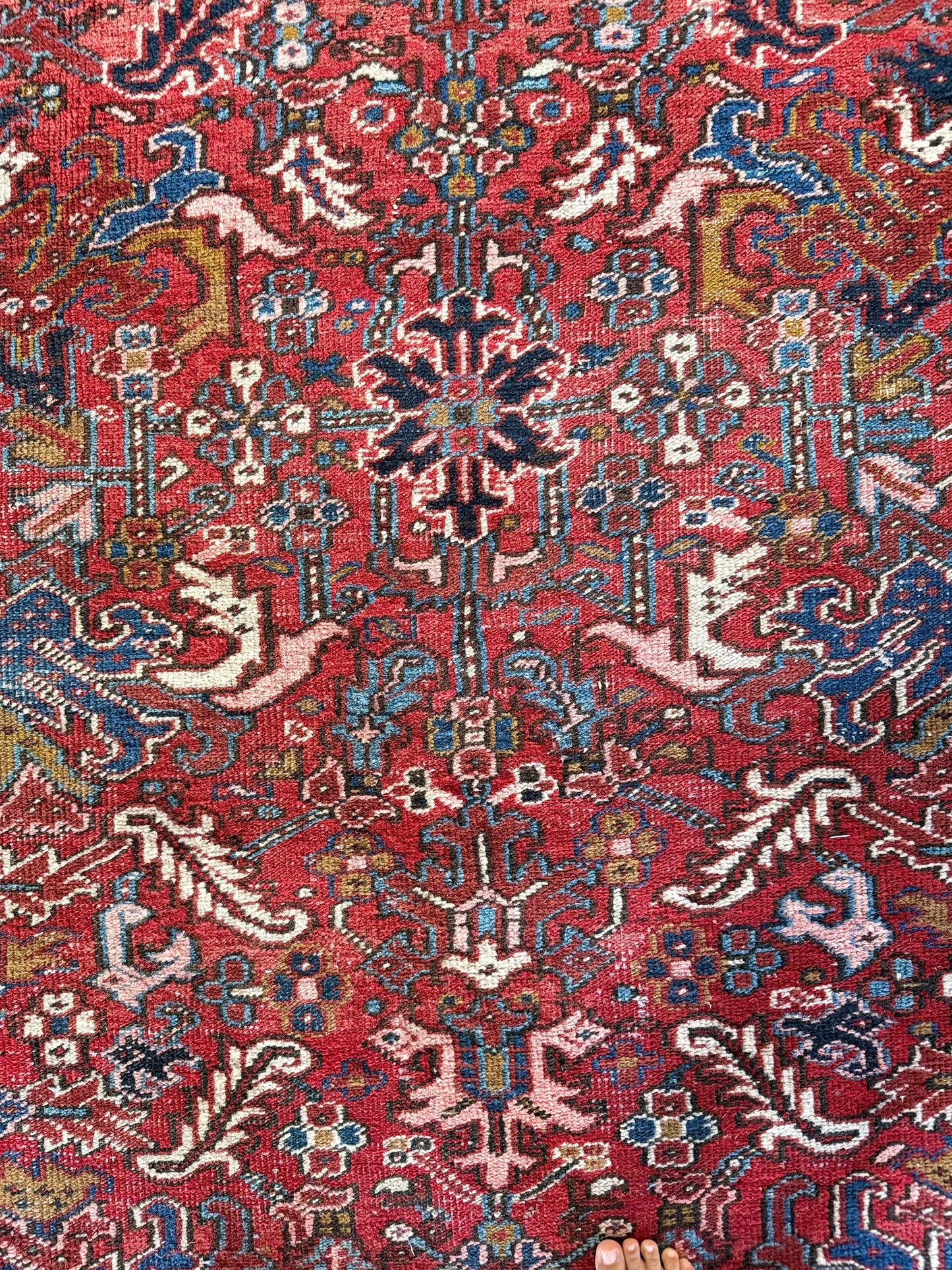 1062 | Red-Blooded Antique Heriz Rug with Navy Border & Wild Floral Field | 7.2 x 10.3